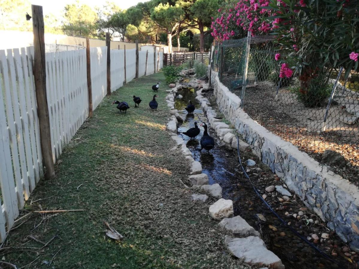 Quinta Vita - Vila Pera Almancil Buitenkant foto