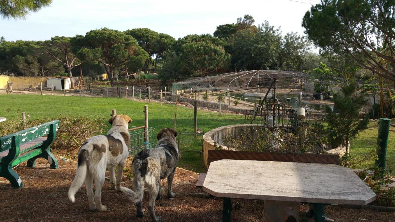 Quinta Vita - Vila Pera Almancil Buitenkant foto